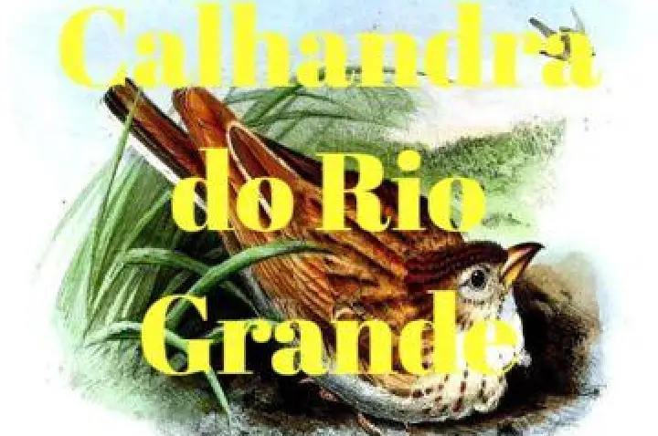 Calhandra do Rio Grande