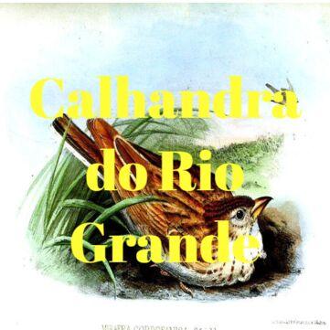 Calhandra do Rio Grande